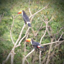 Bird perching on branch