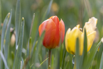 Close-up of red tulip flowers on field