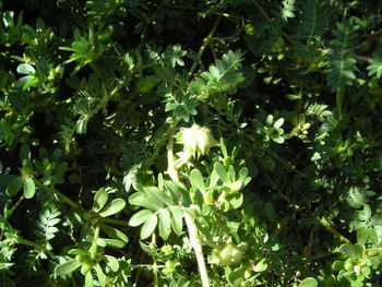 Low angle view of fresh green plants