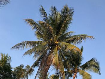 Low angle view of palm tree against clear sky