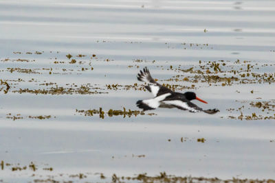 Birds flying over a water