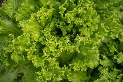 Full frame shot of green leaves