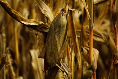 Close-up of wheat plants