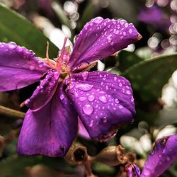 Close-up of wet purple flower