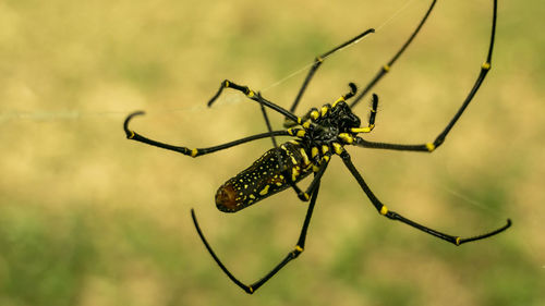 Close-up of spider on web