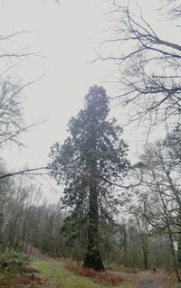 Close-up of water drops on tree against sky