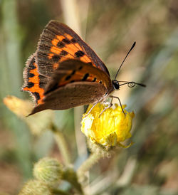 Close-up of butterfly pollinating on yellow flower