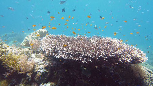 View of fish underwater