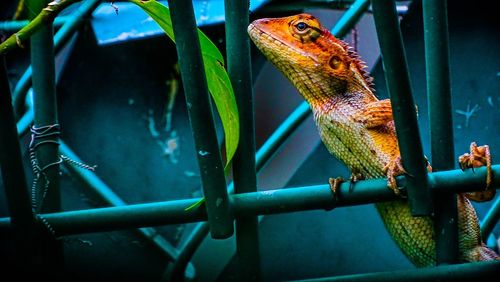 Close-up of lizard