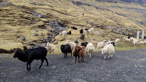 Herd of sheep in a field