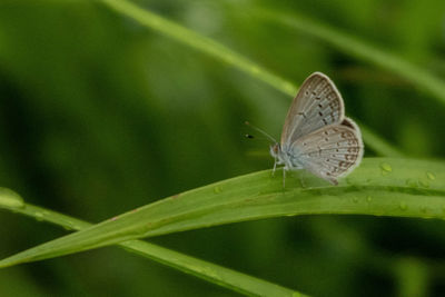 Close-up of butterfly on green leaf