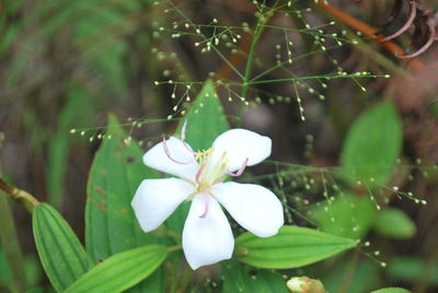 Close-up of white flowering plant