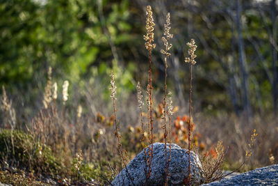 Close-up of lichen on land in forest