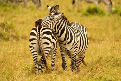 Zebras standing in a field