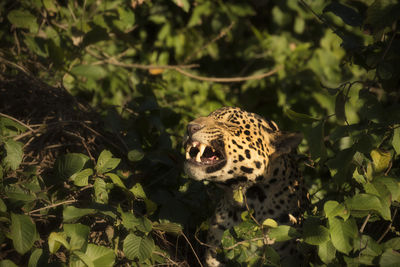 Close-up of jaguar against trees