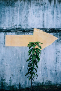 Close-up of plant against wall