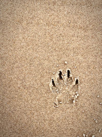 High angle view of crab on sand