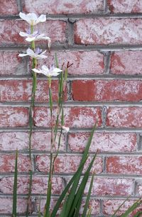 Close-up of plant growing on wall