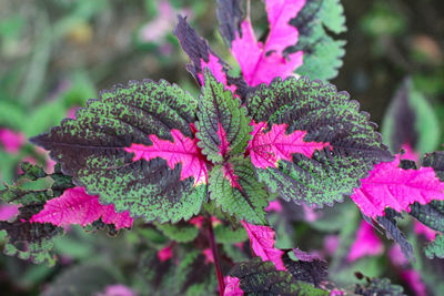 Close-up of pink leaves on land