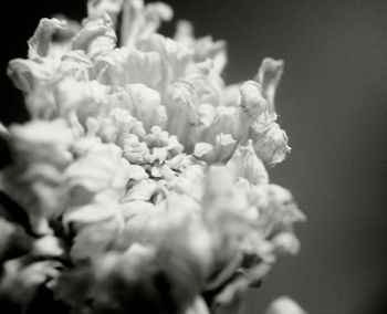 Close-up of flower against blurred background