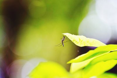 Close-up of insect on plant