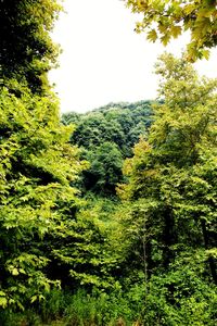 Low angle view of trees in forest against clear sky