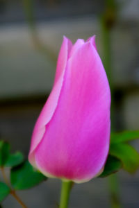 Close-up of pink lotus water lily