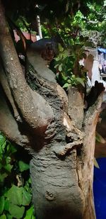 Close-up of tree trunk in forest