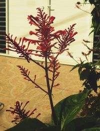 Close-up of flower tree