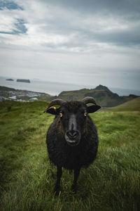 Sheep standing on field against sky