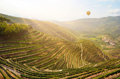 Vineyards with red wine grapes for port wine near winery, douro valley duero river, porto portugal