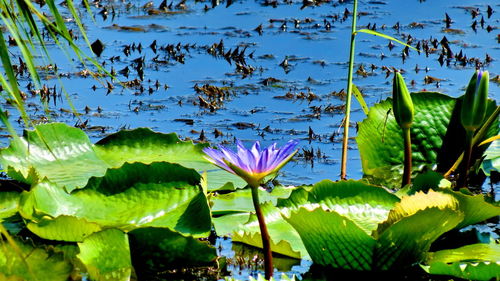 Close-up of lotus water lily in lake