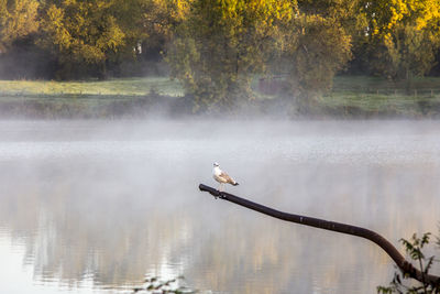 High angle view of gray heron perching on tree by lake