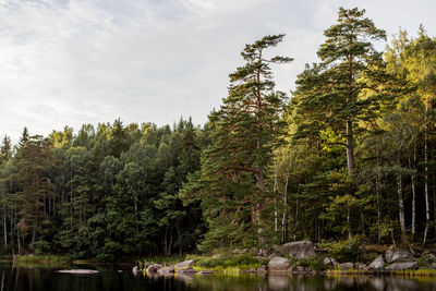 Trees in forest against sky