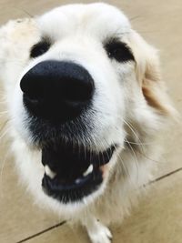 Close-up portrait of dog