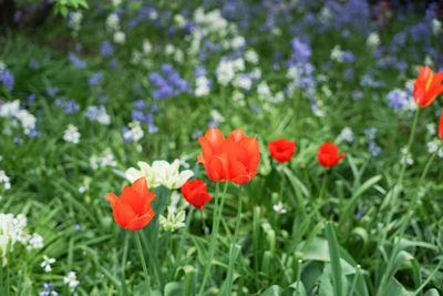 Close-up of red flowering plants on field