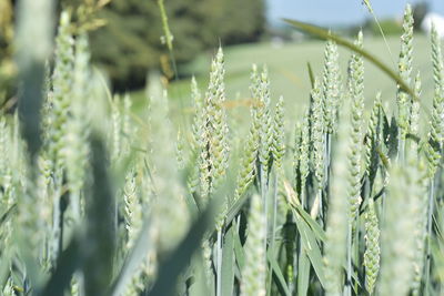 Close-up of wheat field