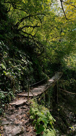Footpath amidst trees in forest