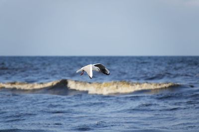 Seagull flying over sea against sky