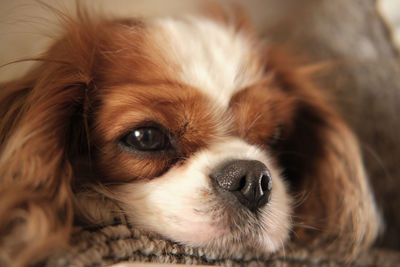 Close-up portrait of dog