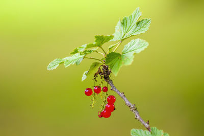 Close-up of berries on plant