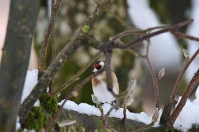 Goldfinch perching on branch