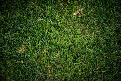 High angle view of grass on field at night
