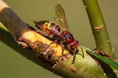Close-up of insect on plant