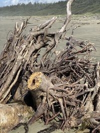 Driftwood on tree trunk at beach