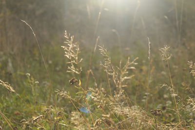 Close-up of bird on grass