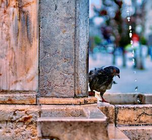 Close-up of bird perching on wall