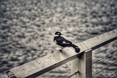Close-up of bird perching on wood