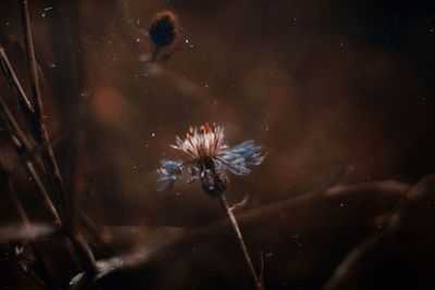 Close-up of wildflower with vintage edit