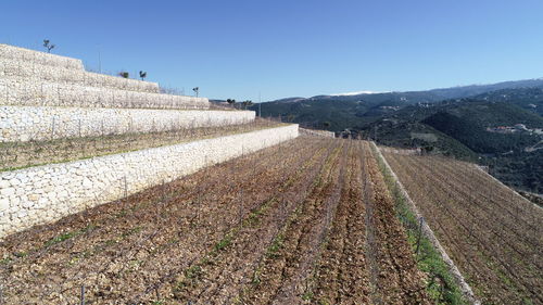 Scenic view of agricultural field against clear sky